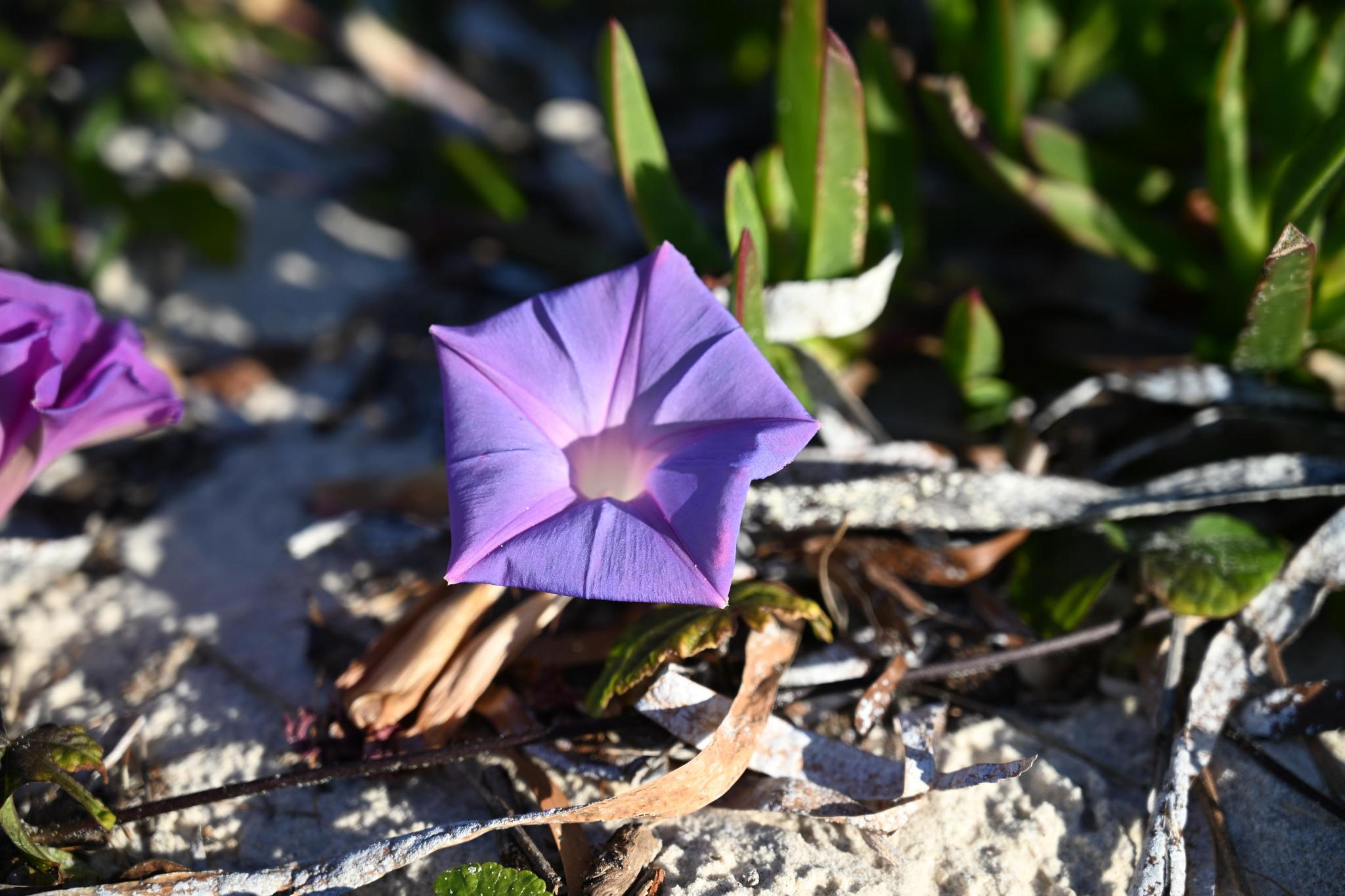 A morning glory flower photographed by James North