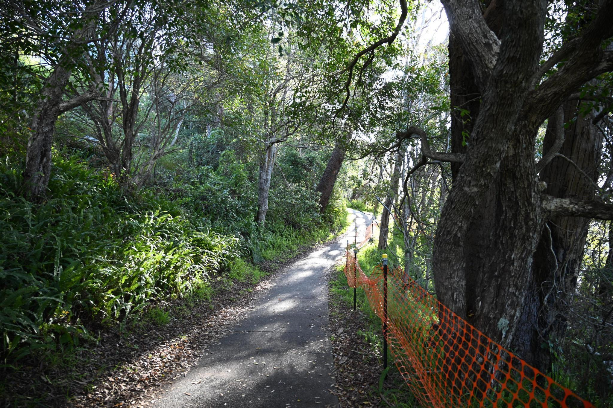 A bush walking trail photographed by James North